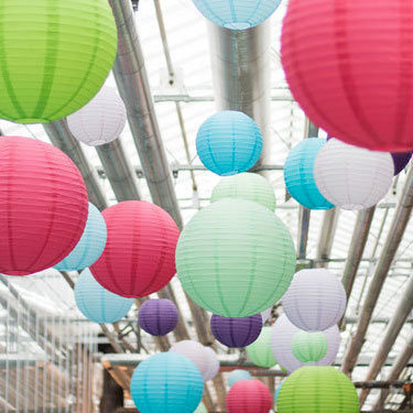 Dekker Chrisanten - Holland